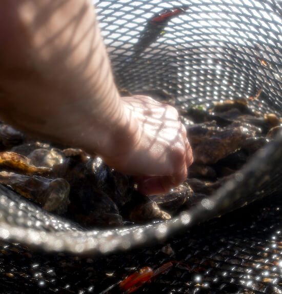 photo malakio histoire creation societe objets design coquillages recycles