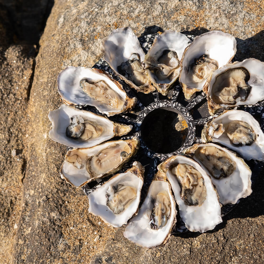 plateau a huitres helios la douzaine noir coquillages recycles malakio